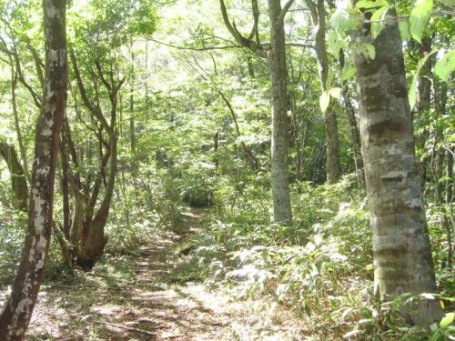 安蔵寺山へ