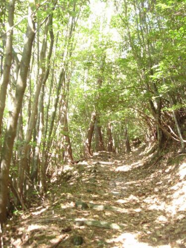 山道を歩