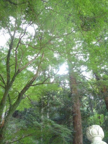 Dsc08466 井樋の尾神社のもみじ
