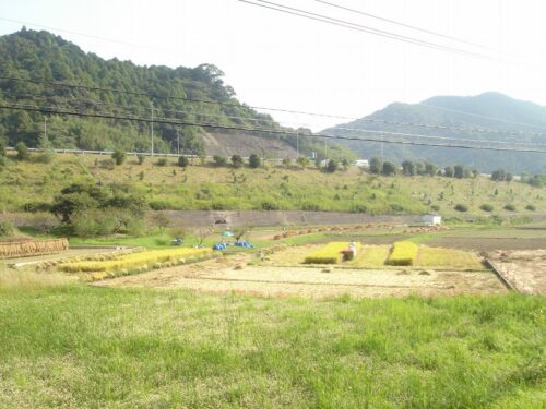 九州自動車道路と稲刈り