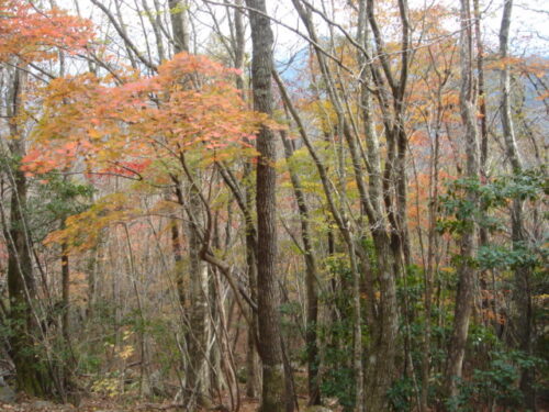紅葉