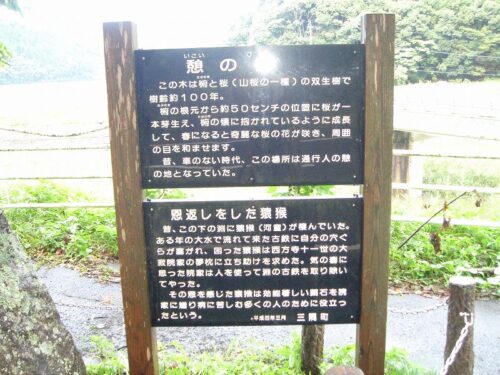 憩いの桜
