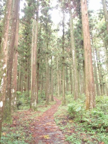 Dsc08652 大麻山神社への参道