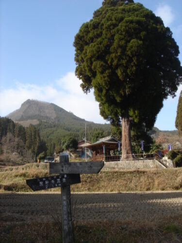 大杉