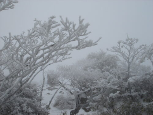 Dsc02968 祖母山頂霧氷