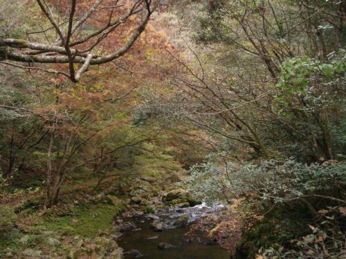 Dsc08828 千丈渓の紅葉