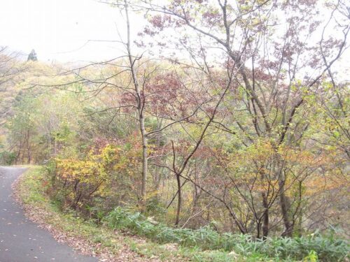 Dsc08846 千丈渓
