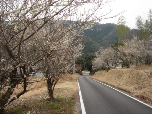 Dsc03192 梅の花
