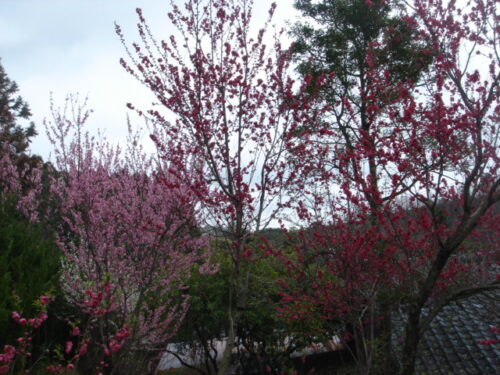 Dsc03251 長草付近