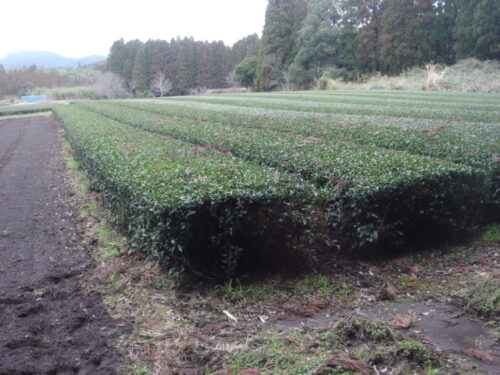 Dsc03269 茶畑