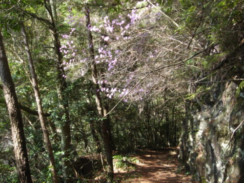 Dsc03290 矢研の滝の上