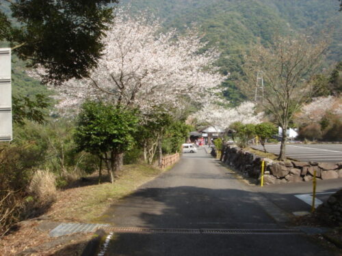 Dsc03393 桜の開花