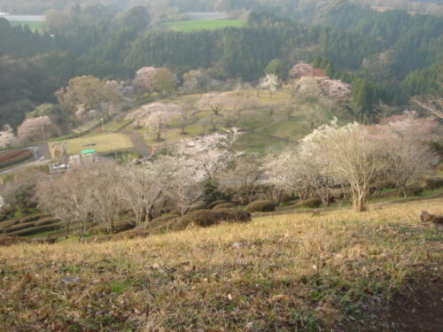 Dsc03426 萩の茶屋
