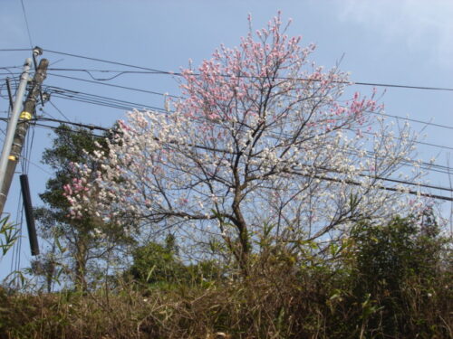 Dsc03434 椎屋付近