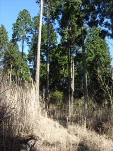 Dsc03501 杉の木