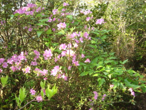 Dsc03786 つつじ