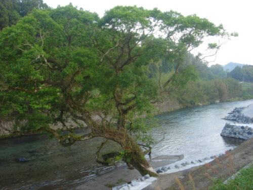Dsc03852 雄川沿いに上流