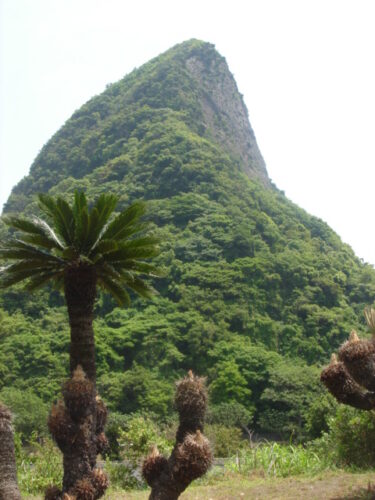 竹山 ソテツの自生地