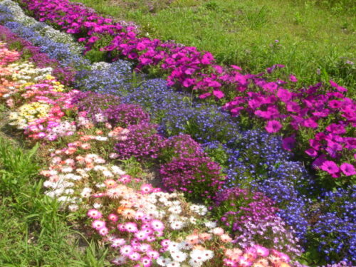 Dsc03871 開聞山麓自然公園