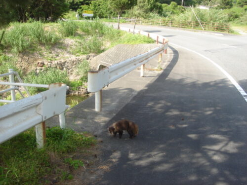 Dsc03932_2 たぬきの出迎え