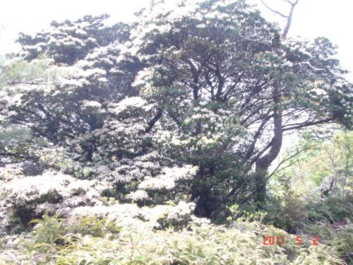 山ぼうし