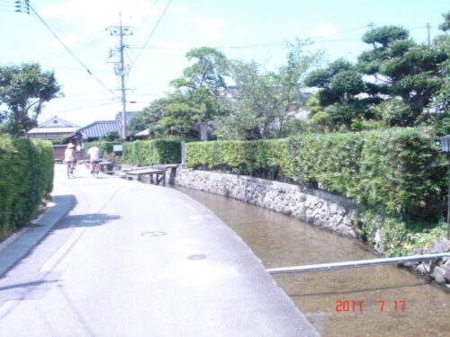 藍場川の鯉