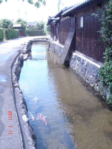 藍場川の鯉
