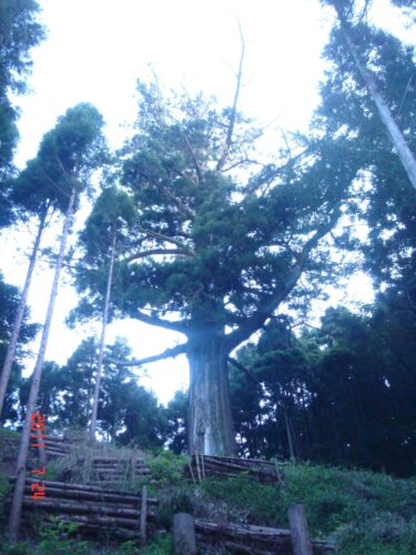 鷲原八幡宮の御神木