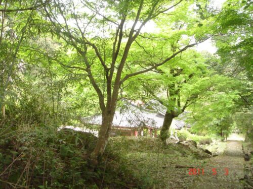 神上寺境内の新緑