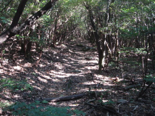 山道を歩く