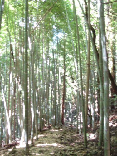 再び、山中へ