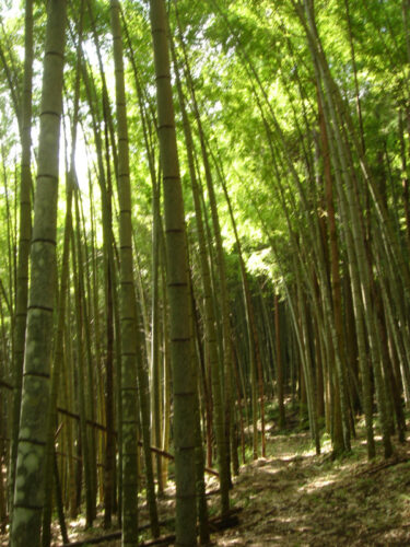 Dsc04219 赤仁田付近