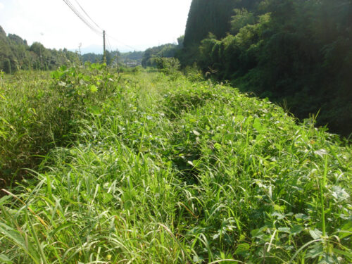 Dsc04234 JR肥薩線沿いのやぶ