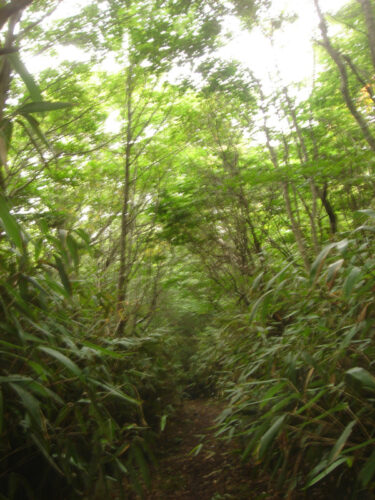 Dsc04374 山道