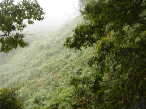 Dsc04551 歩道を見失い