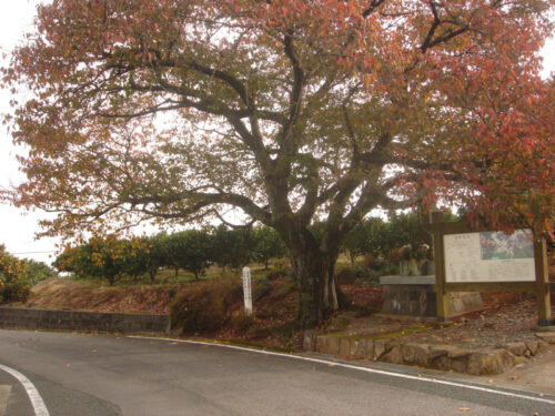 Dsc04692 紅葉