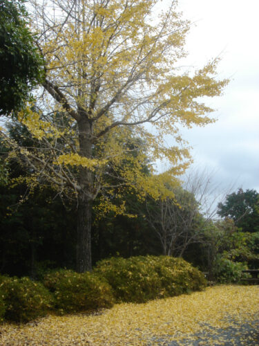 Dsc04790 イチョウ