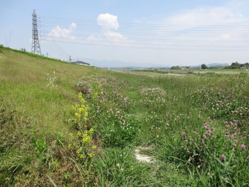 遠賀川の河川敷