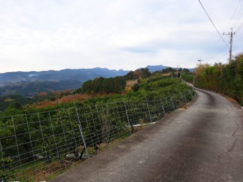 Dsc02366 ミカン畑