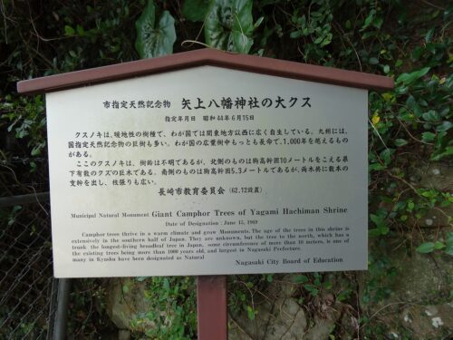 矢上八幡神社の大クス