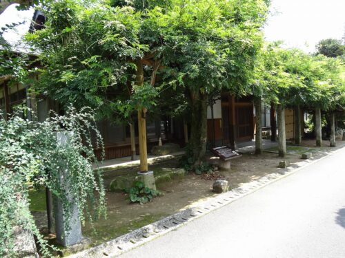 古賀の藤棚