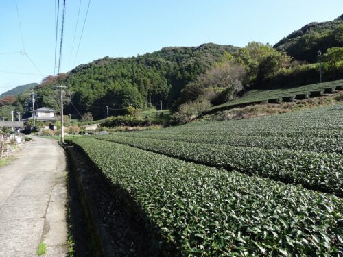 茶畑