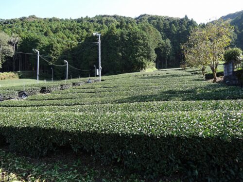 Dsc09124 茶畑