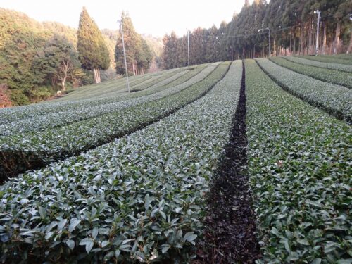 Dsc09315 茶畑