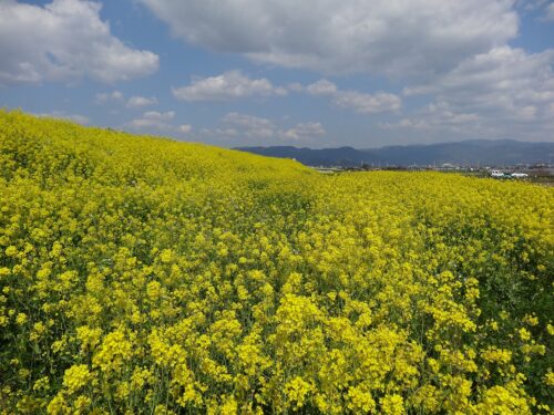 Dsc09911 菜の花