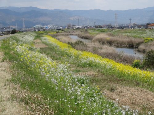 菜の花