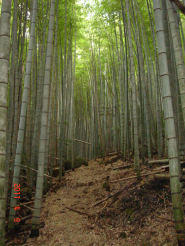 Dsc07591 竹林
