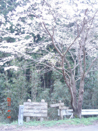Dsc07593 後山付近