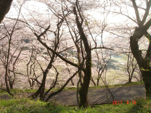 Dsc07614 仲哀公園の桜
