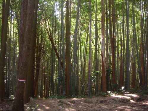 Dsc05482 竹林